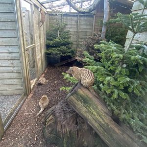 Banded mongoose enclosure 250222