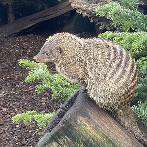 Banded mongoose 250222