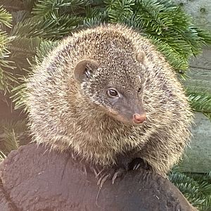 Banded mongoose 250222