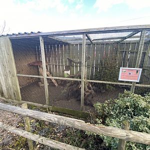 Yellow mongoose enclosure 250222