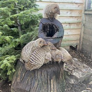 Banded mongooses 250222