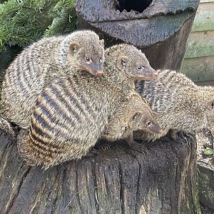 Banded mongooses 250222