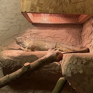 Warm Room - Green iguana 250222