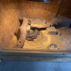 Warm Room - Argentine black and white tegu 250222