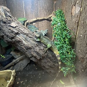 Warm Room - Chinese water dragon 250222