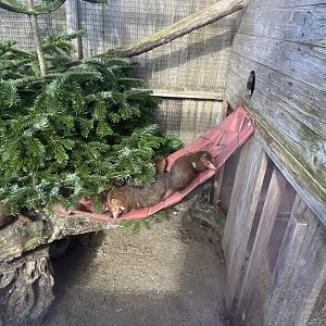 Dark cusimanse exhibit 250222