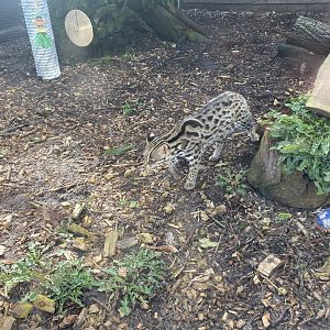 Indochinese leopard cat 250222