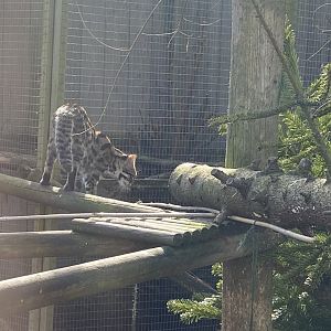 Indochinese leopard cat 250222