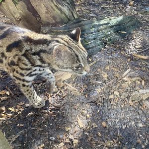 Indochinese leopard cat 250222