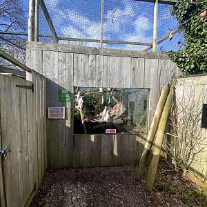 Ring-tailed lemur exhibit 250222