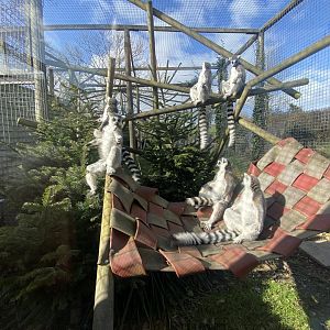 Ring-tailed lemur exhibit 250222