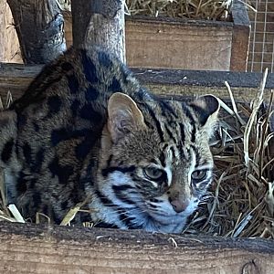 Indochinese leopard cat 250222