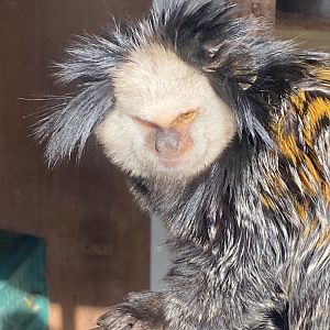 Geoffroy's marmoset 250222