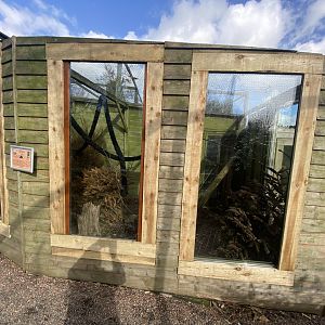 Geoffroy's marmoset enclosure 250222