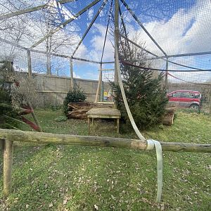 Ring-tailed lemur exhibit 250222