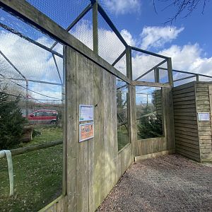 Ring-tailed lemur exhibit 250222
