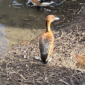 Fulvous whistling duck 250222