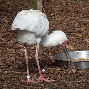 African spoonbill 250222