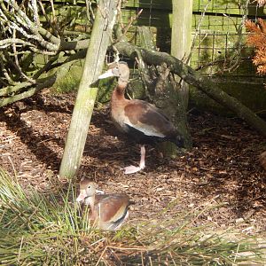 Southern black-bellied whistling ducks 250222