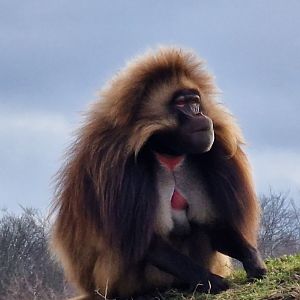 Gelada baboon