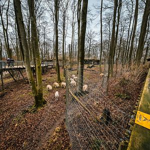 Wolves in the Black Bear enclosure