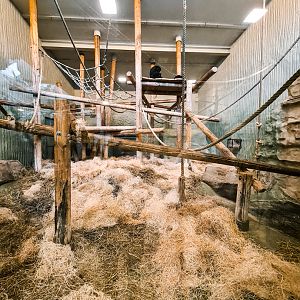 Siamang temporarily in the orangutan house