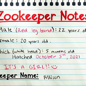 Harpy Eagle Keeper Notes