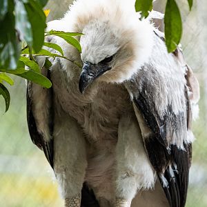 Harpy eagle chick