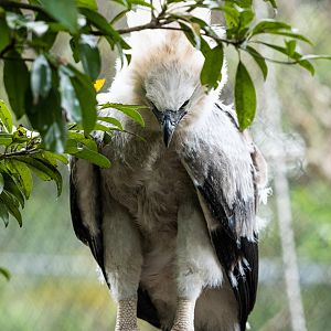 Harpy eagle chick