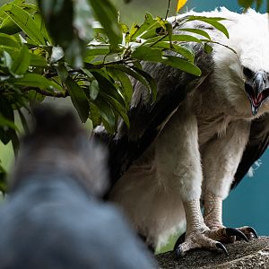 Harpy Eagle chick (with mother, out of focus)