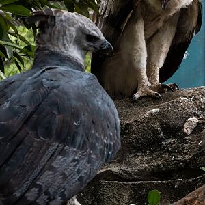 Harpy Eagle chick (with mother, in foreground)