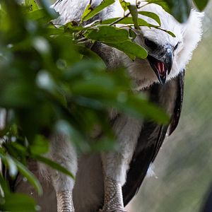 Harpy eagle chick