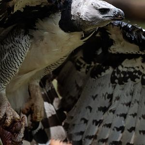Harpy eagle
