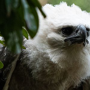 Harpy eagle chick