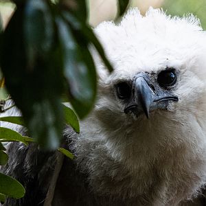 Harpy eagle chick