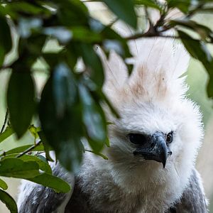 Harpy eagle chick