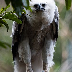 Harpy eagle chick