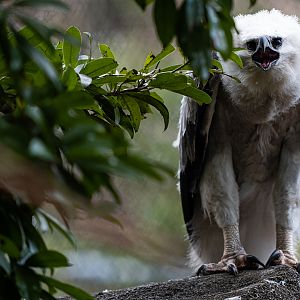 Harpy eagle chick