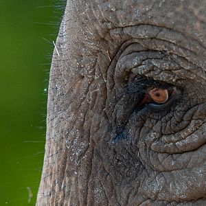 Asian elephant