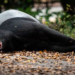 Malayan tapir