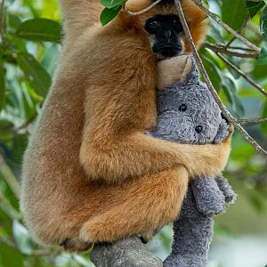 White-cheeked gibbon