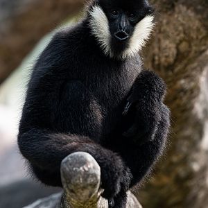 White-cheeked gibbon