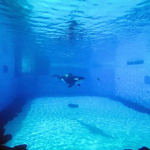 Mar. 2022 - Orca Encounter - Underwater View (Makaio)