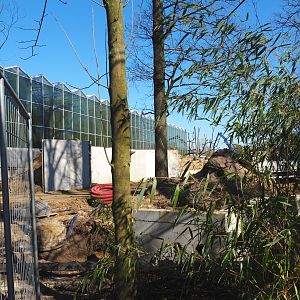 Construction update orangutan project, at ground level, 2022-03-08