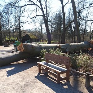Big beech tree between entrance and rhinoceros exhibit, felled by recent storms, 2022-03-08