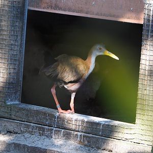 Giant wood rail (Aramides ypecaha), 2022-03-08