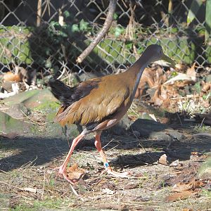 Giant wood rail (Aramides ypecaha), 2022-03-08