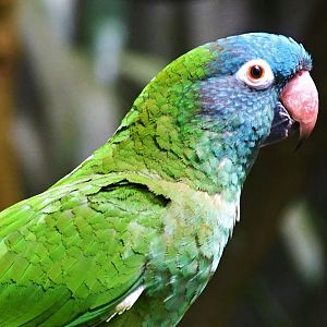Blue-crowned Conure (Thectocercus acuticaudatus)
