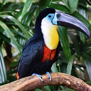 Channel-billed Toucan (Ramphastos vitellinus)