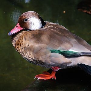 Brazilian Teal (Amazonetta brasiliensis)